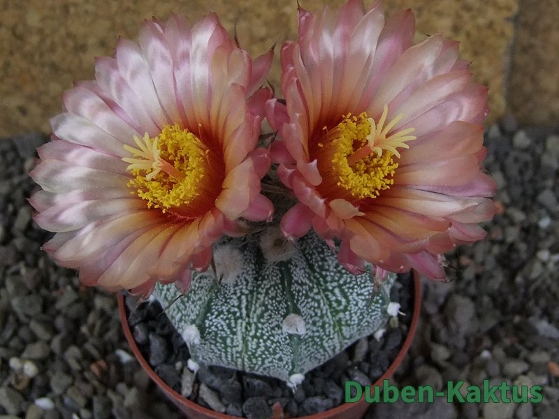 Astrophytum  niveum X red červený květ, akabana, pot 5,5 cm