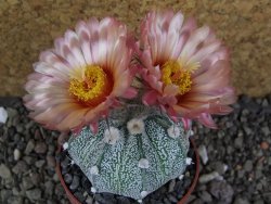 Astrophytum  niveum X red červený květ, akabana, pot 5,5 cm - 12406456