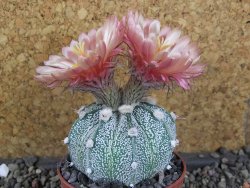 Astrophytum  niveum X red červený květ, akabana, pot 5,5 cm - 12406457