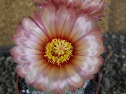 Astrophytum  niveum X red červený květ, akabana, pot 5,5 cm - 12406459