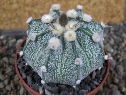 Astrophytum  niveum X red červený květ, akabana, pot 5,5 cm - 12406460
