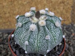 Astrophytum  niveum X red červený květ, akabana, pot 5,5 cm - 12406461