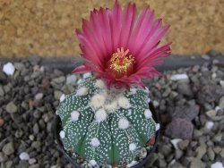 Astrophytum  capricorne X red červený květ, akabana, pot 5,5 cm - 12406467