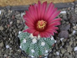 Astrophytum  capricorne X red červený květ, akabana, pot 5,5 cm