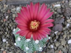 Astrophytum  capricorne X red červený květ, akabana, pot 5,5 cm - 12406469