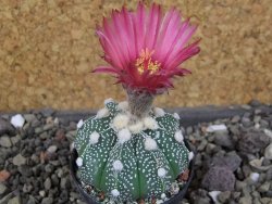 Astrophytum  capricorne X red červený květ, akabana, pot 5,5 cm - 12406470