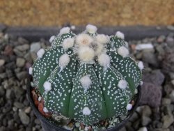 Astrophytum  capricorne X red červený květ, akabana, pot 5,5 cm - 12406471