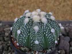Astrophytum  capricorne X red červený květ, akabana, pot 5,5 cm - 12406472
