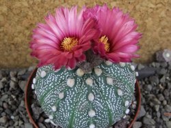 Astrophytum  capricorne X red červený květ, akabana XL pot 8 cm