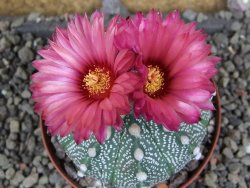 Astrophytum  capricorne X red červený květ, akabana XL pot 8 cm - 12406483