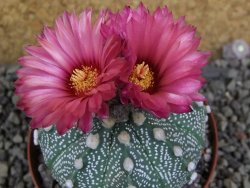 Astrophytum  capricorne X red červený květ, akabana XL pot 8 cm - 12406484