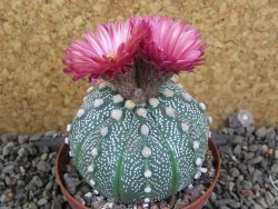 Astrophytum  capricorne X red červený květ, akabana XL pot 8 cm - 12406485