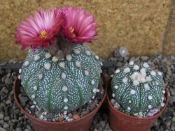 Astrophytum  capricorne X red červený květ, akabana XL pot 8 cm - 12406486