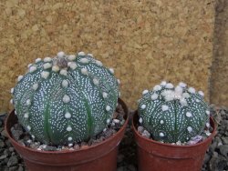 Astrophytum  capricorne X red červený květ, akabana XL pot 8 cm - 12406487