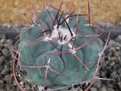 Thelocactus hexaedrophorus major pot 5,5 cm - 12406488