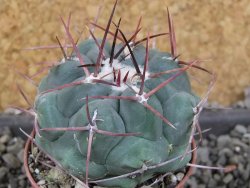 Thelocactus hexaedrophorus major pot 5,5 cm