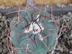 Thelocactus hexaedrophorus major pot 5,5 cm - 12406490