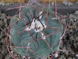 Thelocactus hexaedrophorus major pot 5,5 cm - 12406491