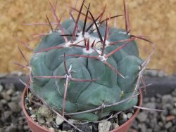 Thelocactus hexaedrophorus major pot 5,5 cm - 12406492
