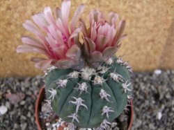 Gymnocalycium spegazzinii unguispinum SL 44b, pot 8,5 cm - 12406493