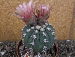 Gymnocalycium spegazzinii unguispinum SL 44b, pot 8,5 cm