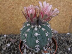 Gymnocalycium spegazzinii unguispinum SL 44b, pot 8,5 cm - 12406495