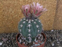 Gymnocalycium spegazzinii unguispinum SL 44b, pot 8,5 cm - 12406496