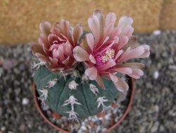 Gymnocalycium spegazzinii unguispinum SL 44b, pot 8,5 cm - 12406497