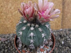 Gymnocalycium spegazzinii unguispinum SL 44b, pot 8,5 cm - 12406498