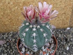 Gymnocalycium spegazzinii unguispinum SL 44b, pot 8,5 cm - 12406500