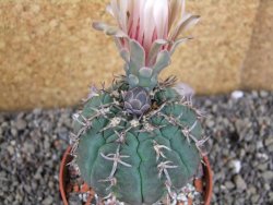 Gymnocalycium spegazzinii unguispinum SL 44b, pot 8,5 cm - 12406501