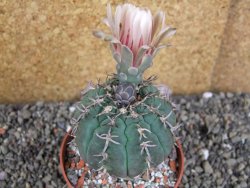 Gymnocalycium spegazzinii unguispinum SL 44b, pot 8,5 cm - 12406502