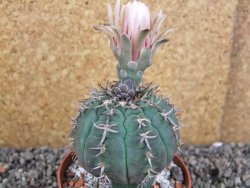 Gymnocalycium spegazzinii unguispinum SL 44b, pot 8,5 cm - 12406503