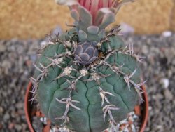Gymnocalycium spegazzinii unguispinum SL 44b, pot 8,5 cm