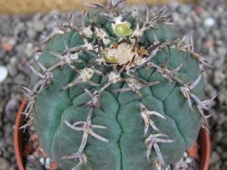 Gymnocalycium spegazzinii unguispinum SL 44b, pot 8,5 cm - 12406506