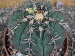 Gymnocalycium spegazzinii unguispinum SL 44b, pot 8,5 cm - 12406507
