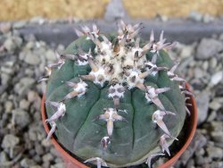 Gymnocalycium spegazzinii unguispinum SL 44b, pot 5,5 cm - 12406508