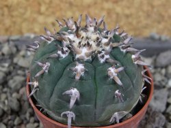 Gymnocalycium spegazzinii unguispinum SL 44b, pot 5,5 cm - 12406510