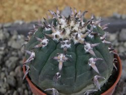 Gymnocalycium spegazzinii unguispinum SL 44b, pot 5,5 cm