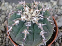 Gymnocalycium spegazzinii unguispinum SL 44b, pot 5,5 cm - 12406512