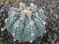 Astrophytum Z Jasenné pot 5,5 cm - 12406513