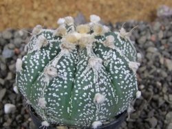 Astrophytum Z Jasenné pot 5,5 cm