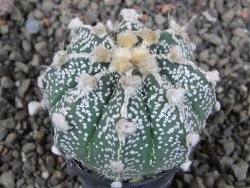 Astrophytum Z Jasenné pot 5,5 cm - 12406515
