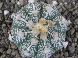 Astrophytum Z Jasenné pot 5,5 cm - 12406516