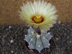 Astrophytum Z Jasenné pot 6,5 cm