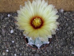 Astrophytum Z Jasenné pot 6,5 cm - 12406518