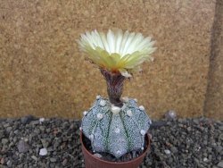 Astrophytum Z Jasenné pot 6,5 cm - 12406519