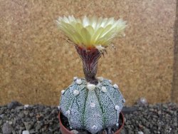 Astrophytum Z Jasenné pot 6,5 cm - 12406520
