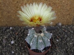 Astrophytum Z Jasenné pot 6,5 cm - 12406521