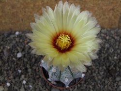 Astrophytum Z Jasenné pot 6,5 cm - 12406522